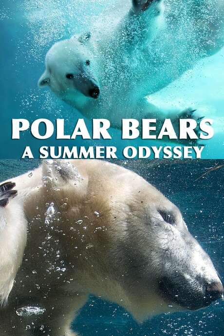 Polar Bears: A Summer Odyssey